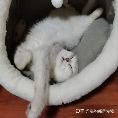 神奇 猫咪睡觉的 位置 和宠主有着紧密的联系 知乎