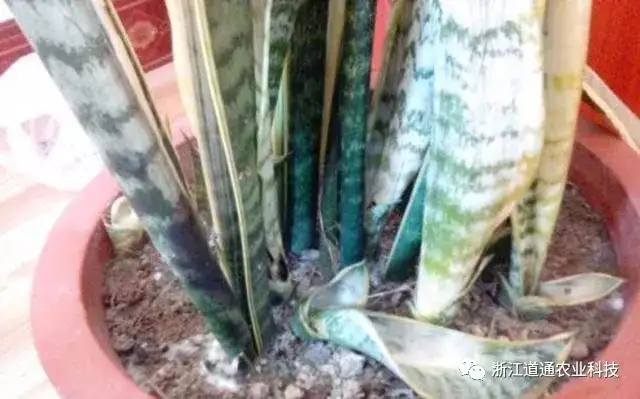 虎皮兰夏季养护技巧，做对了，叶片肥厚挤爆盆！-虎皮兰夏天怎样施肥