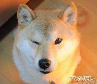 那当然是哈佛(哈尔滨佛学院)啦.