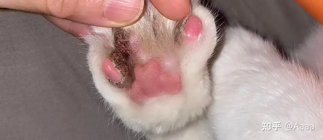 花300元治好了我家猫的猫癣和趾间炎 知乎