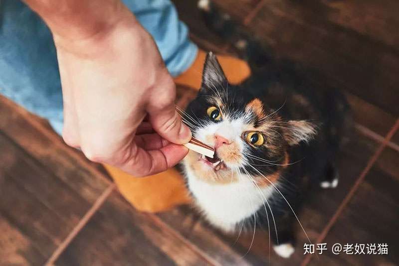 细心点 体外驱虫差点害死猫 知乎