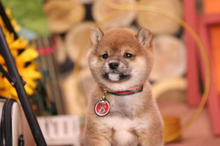 1,什么是黑口罩 柴犬的黑口罩是指它的嘴巴周围和鼻线附近有不少黑色