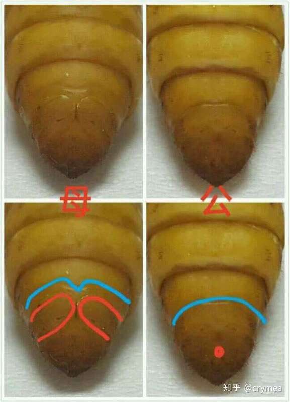 蚕的诱变育种区分雌雄具体是怎么做到的?