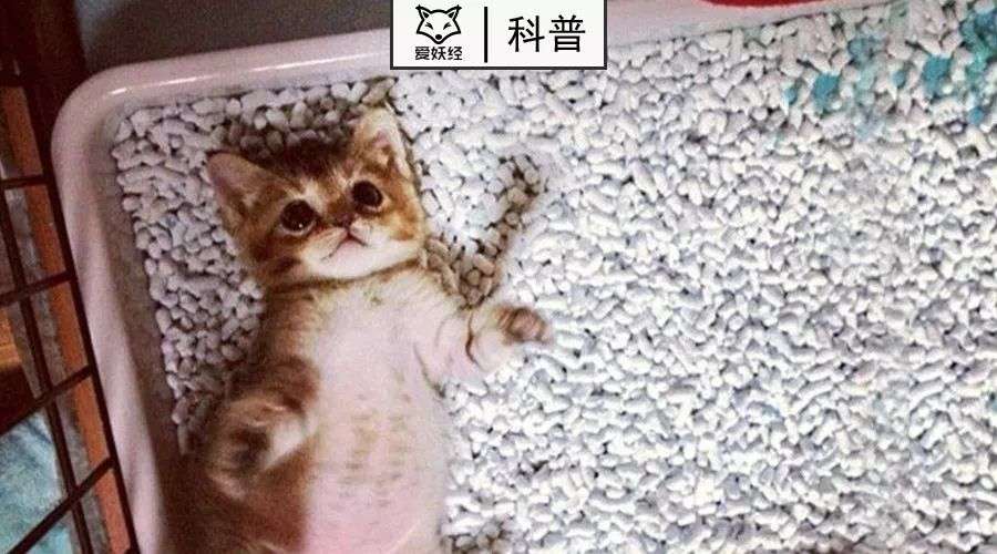 猫奴评价最高的猫砂来了 你也这么认为吗 知乎