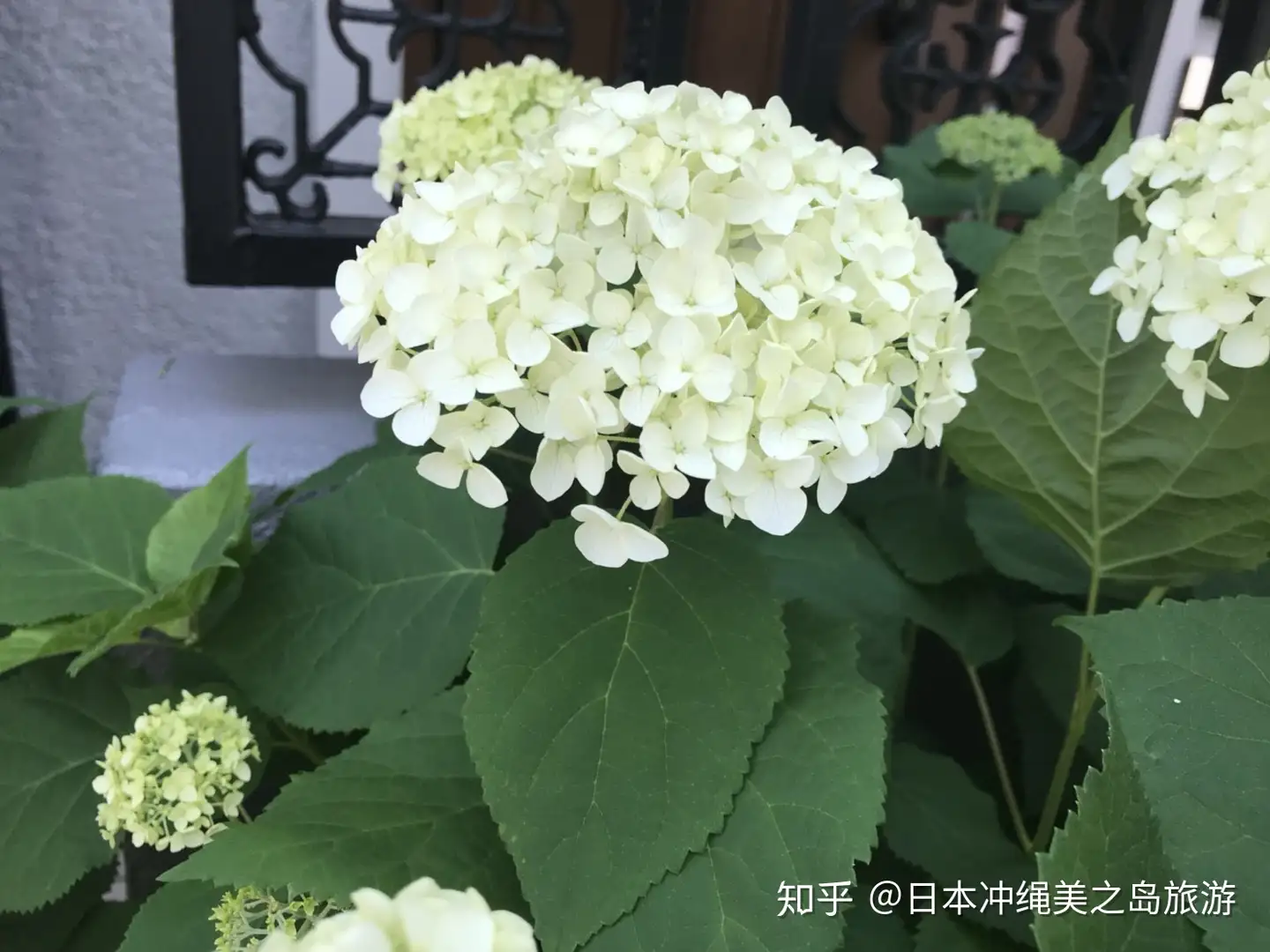 紫阳花 日本人的爱 知乎