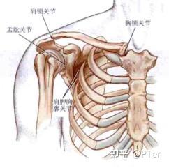 胸锁关节,肩锁关节,肩胛胸壁关节,盂肱关节,涉及到胸骨,锁骨,肋骨