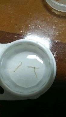 经常在刷牙时刷出这种虫子,想请教这是什么虫?