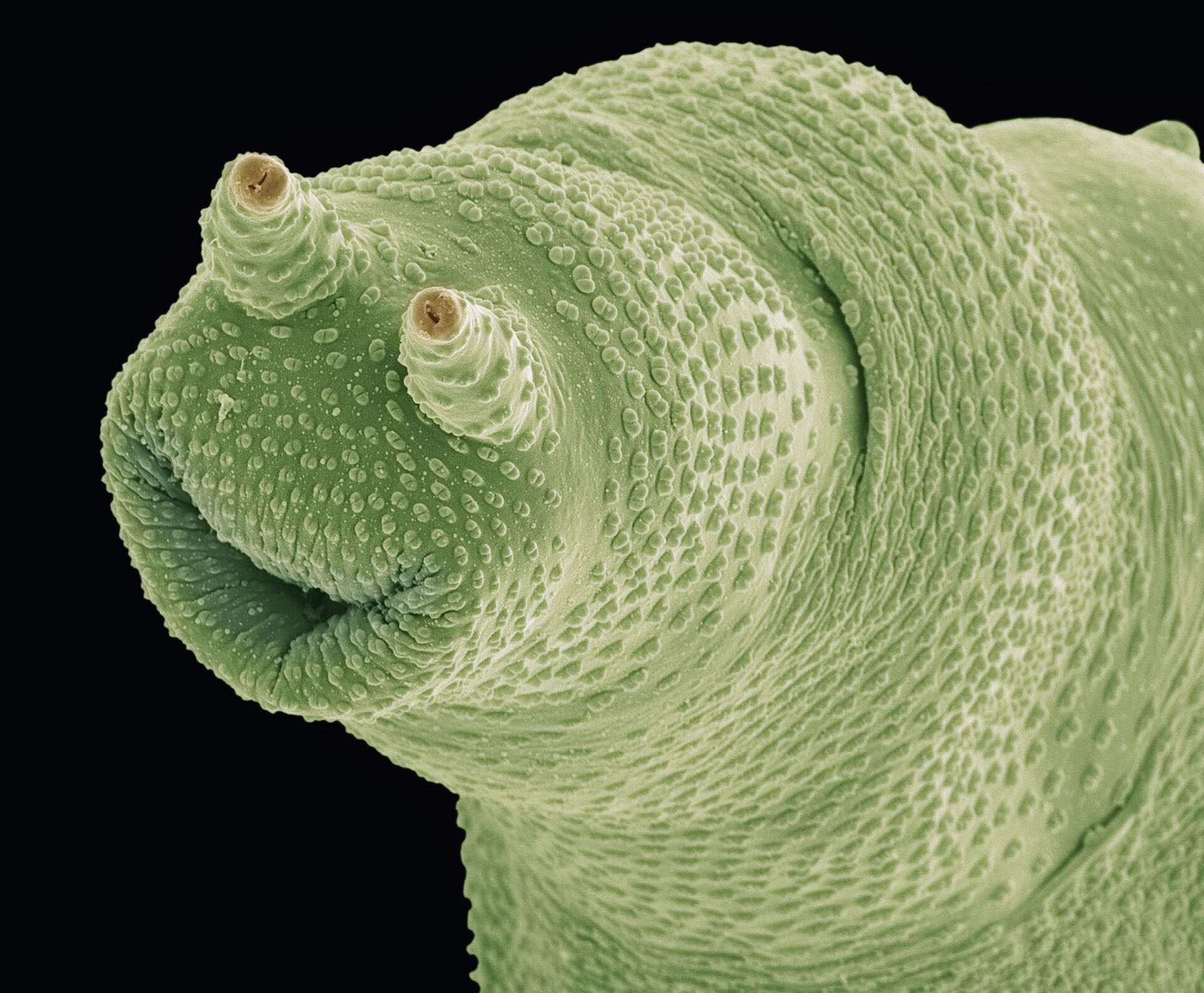 太空僧 的想法: 外星人肯定比这个更不像生物 | 蛭形轮虫… - 知乎