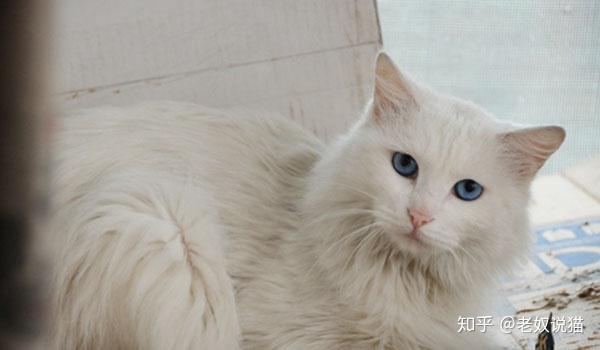 蓝眼的白猫为什么耳聋 知乎