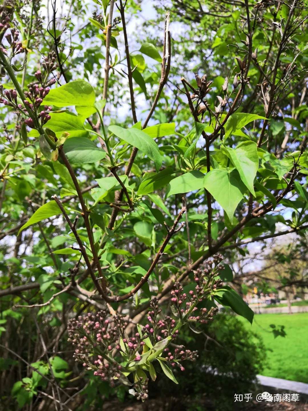 拈花惹草 正当时 安娜堡早春观赏植物 木本篇 知乎