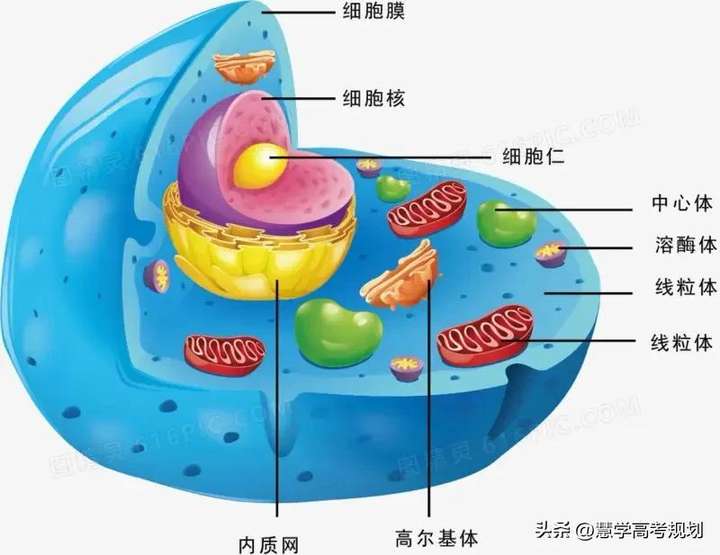 图片[1]-怎么学好高中生物-博云求真