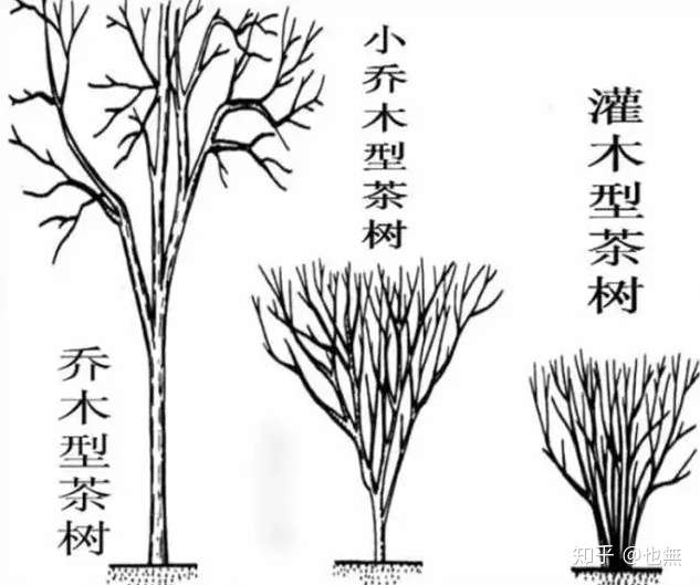 用茶树品种命名的很多, 水仙,梅占,奇种等等. 而茶树则根据