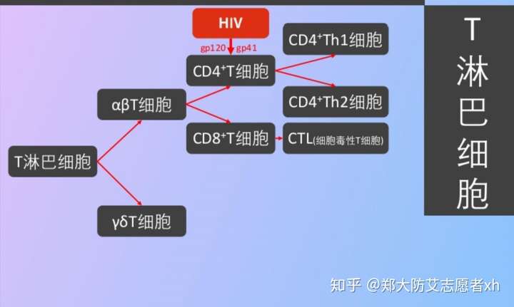 10月25日鄧宏魁教授的文獻發表是關於治療hiv艾滋病的,你認為難點痛點