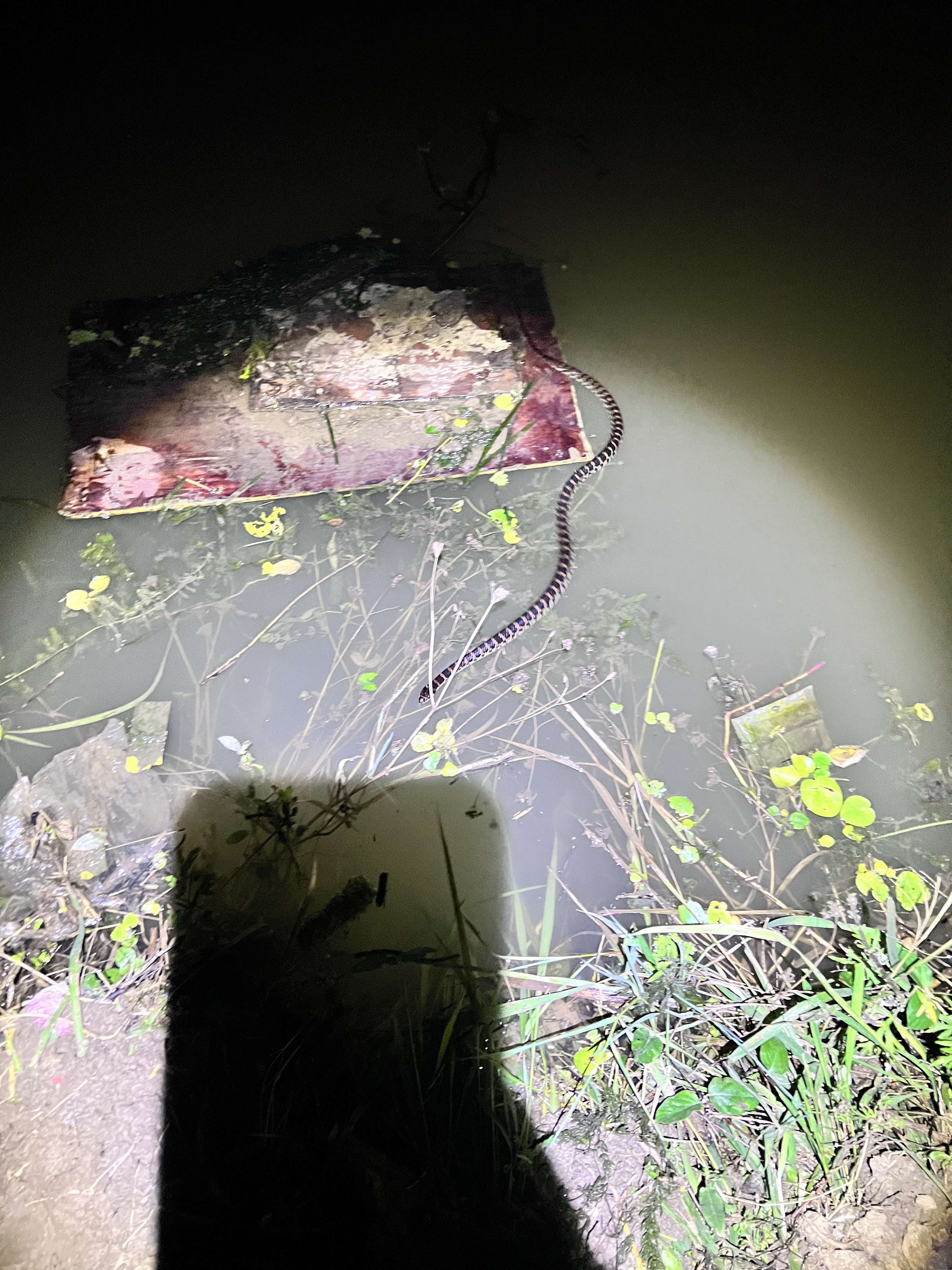 小哲 的想法: 昨晚夜钓看到的,这是什么蛇啊吓死了