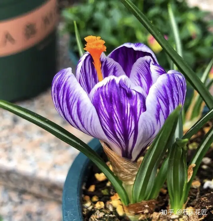 在12月养5种"洋葱花",过年以后"花漂亮",都是荷兰进口球