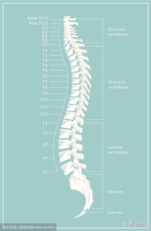 放一張人體脊椎圖(如下圖),我們腰椎骨的位置在l1-l5之間,腰部支撐的