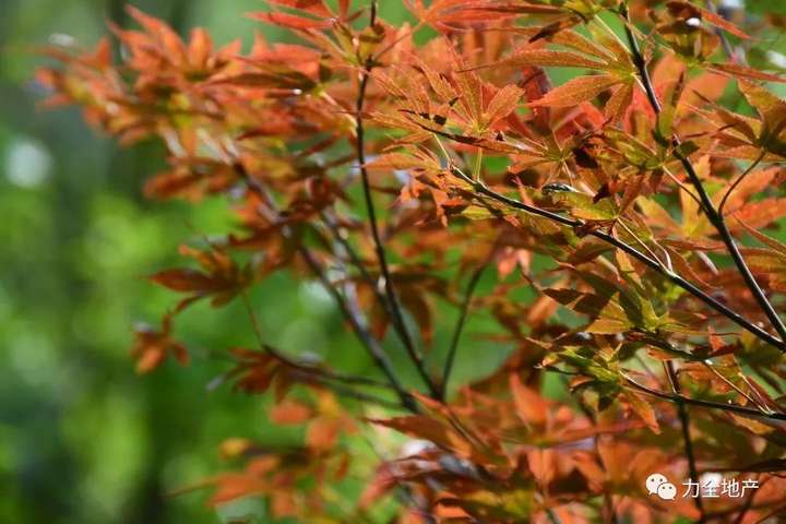 力全团建|千年禅文化，万绿西九华(图3)