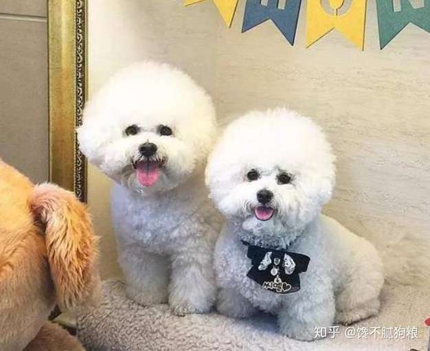 养比熊犬 主人别犯这6件事 最忌讳了 知乎