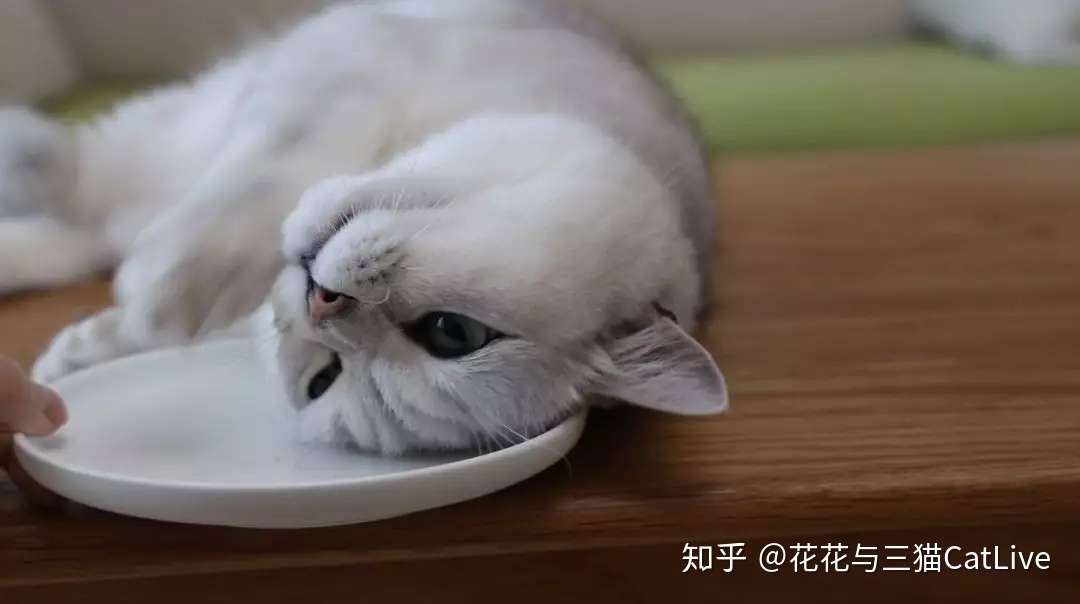 猫咪吃虫瘿果和吃猫薄荷 效果会有什么区别 知乎