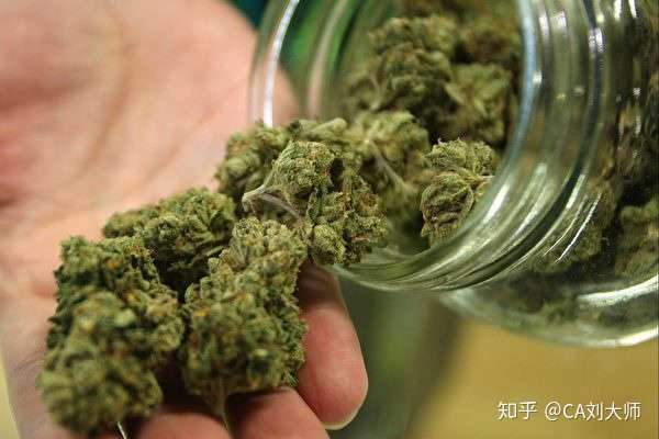 加拿大大麻合法化 要多多注意几件事 知乎