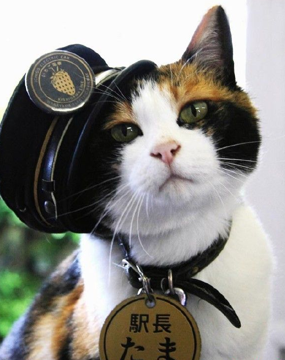 有警犬和军犬为什么没有警猫和军猫?