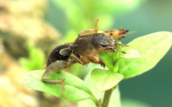 闹饥荒的时候为什么不吃鱼和昆虫?