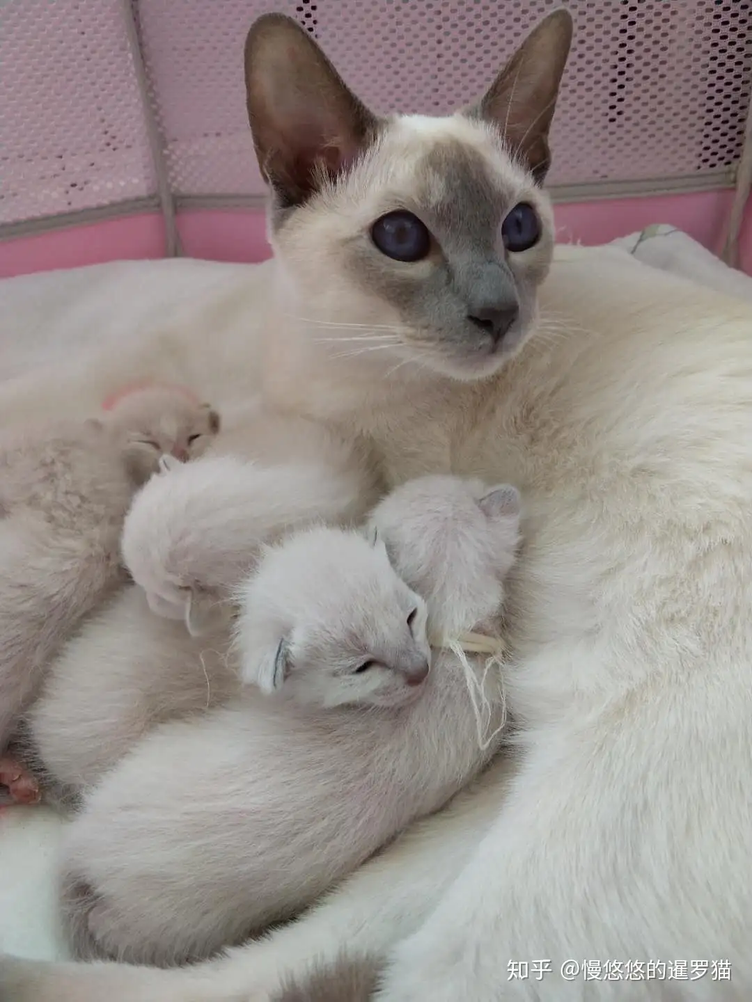 宮大工手作りの花台（一位アララギ）天然素材猫脚木製一点物