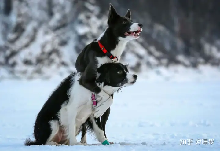 哪种狗狗最伶俐,世界公认的十大伶俐犬