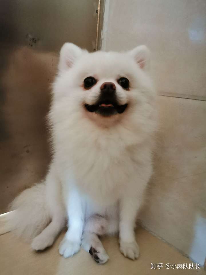 你们的狗会盘腿坐吗?