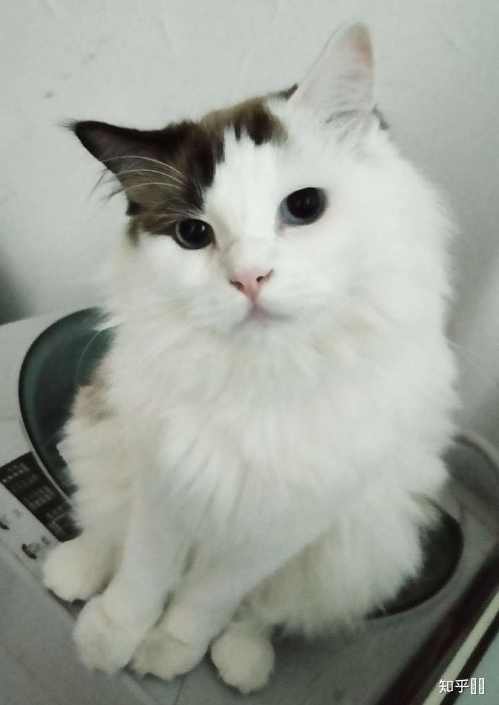 想问问大家有没有养过开脸不正,但是长的好看的小猫咪?