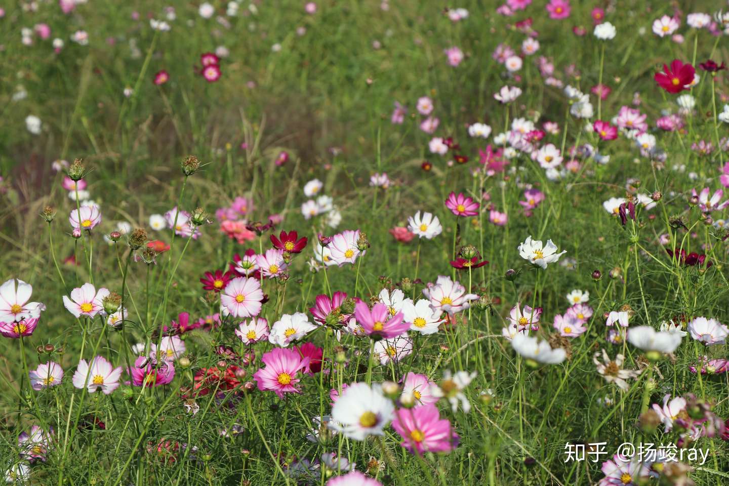 花园的重头戏 草本植物 知乎