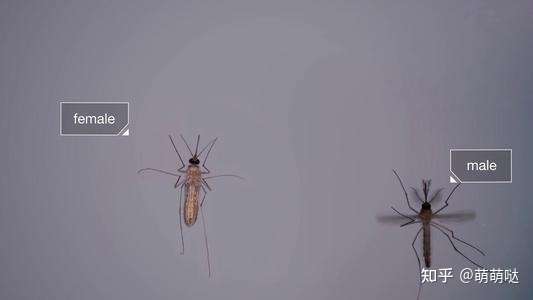 母蚊子的软肋:断粮(血液来源)