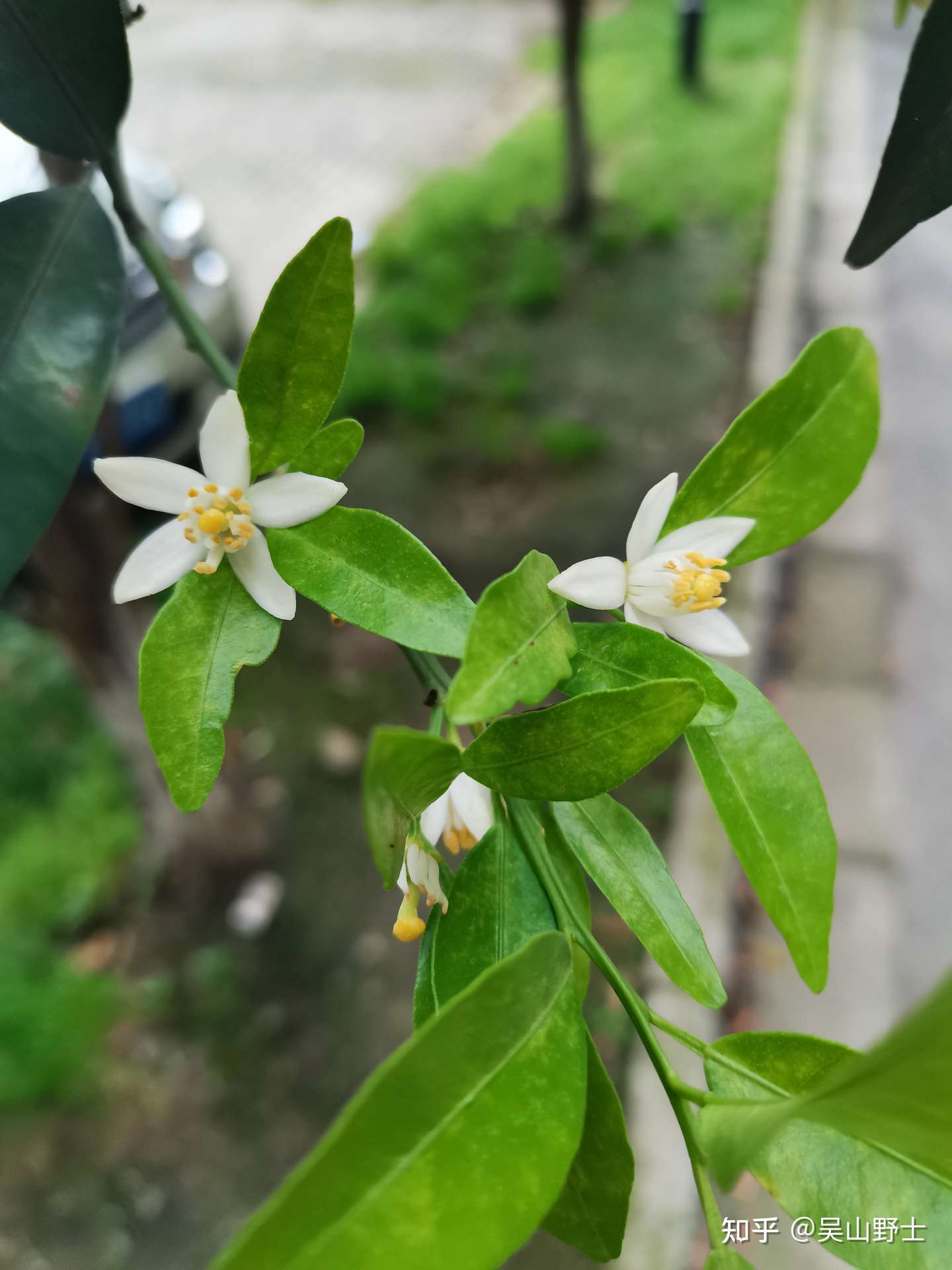 七绝 柑橘花 平水韵 知乎