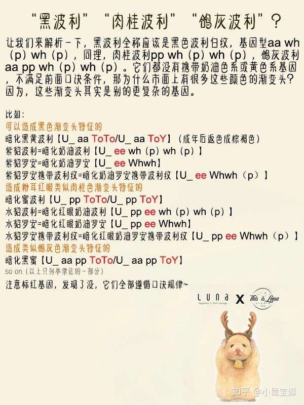 金丝熊波利纹基因详细科普byrubyluna