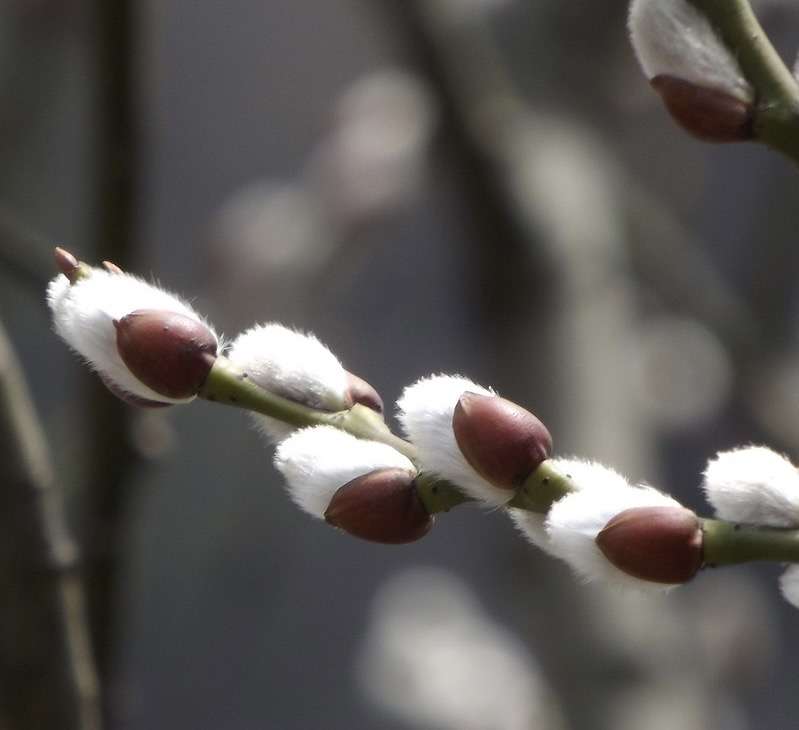 窈慕颜 的想法: 年宵花07:银柳 | 银柳天然的花芽是银白色… - 知乎