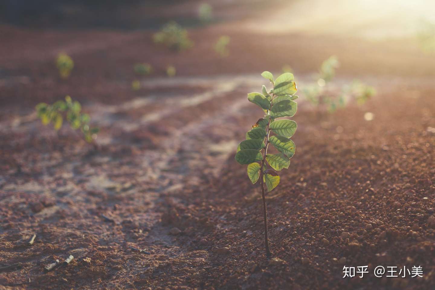 选择合适的土壤是养花人的第一关 知乎