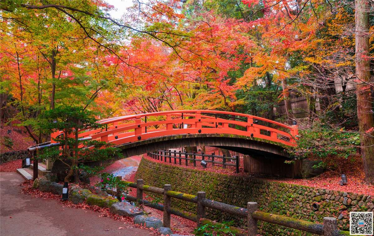 红叶还需低头看 那些有 秋季绒毯 美景9选 知乎