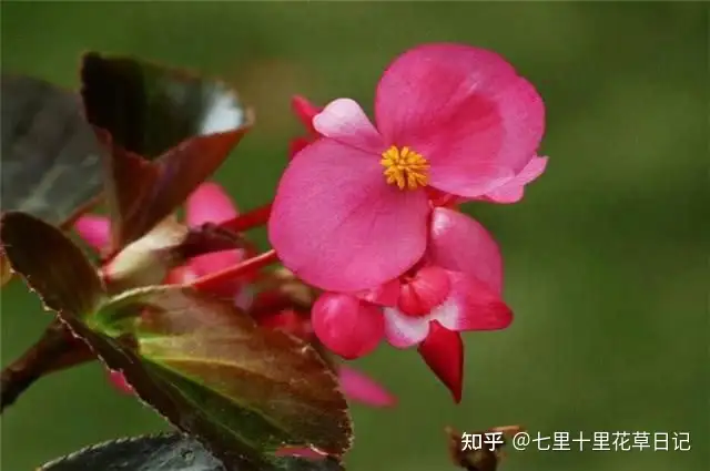 秋海棠的花语跟传说 知乎