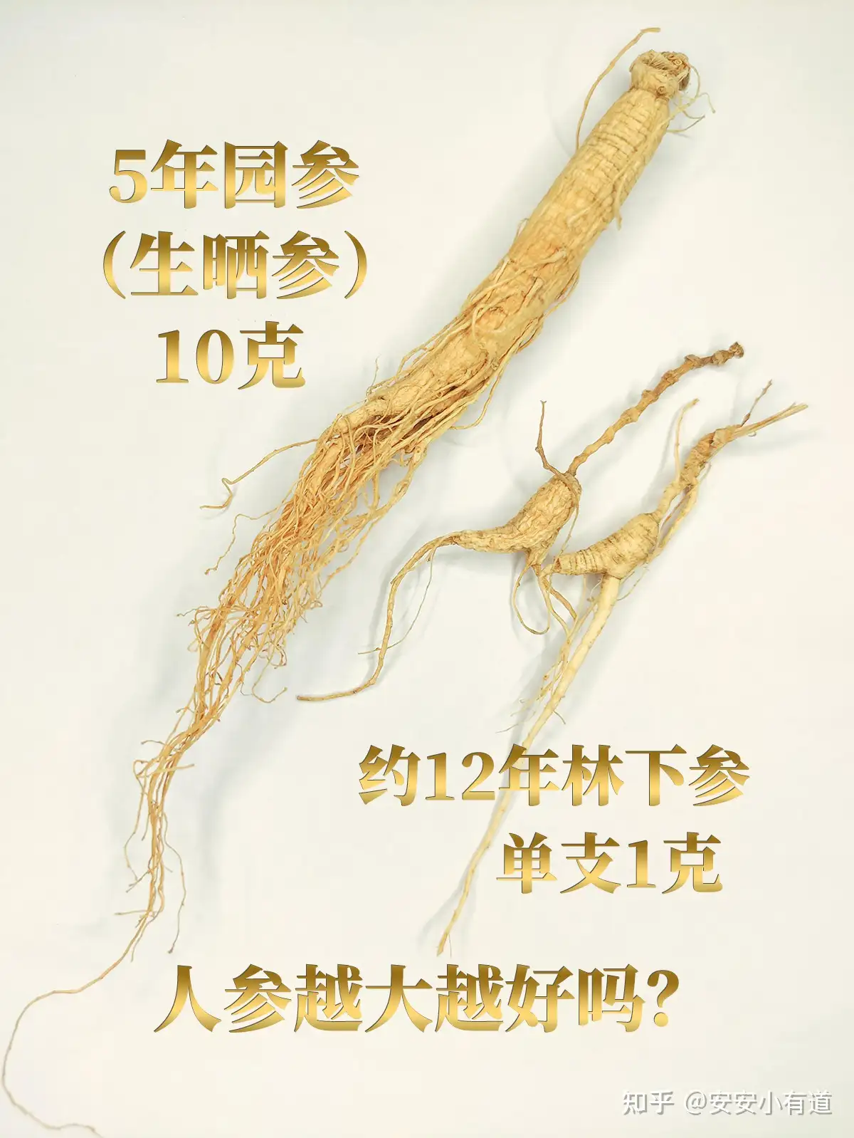 人参越大越好吗 知乎