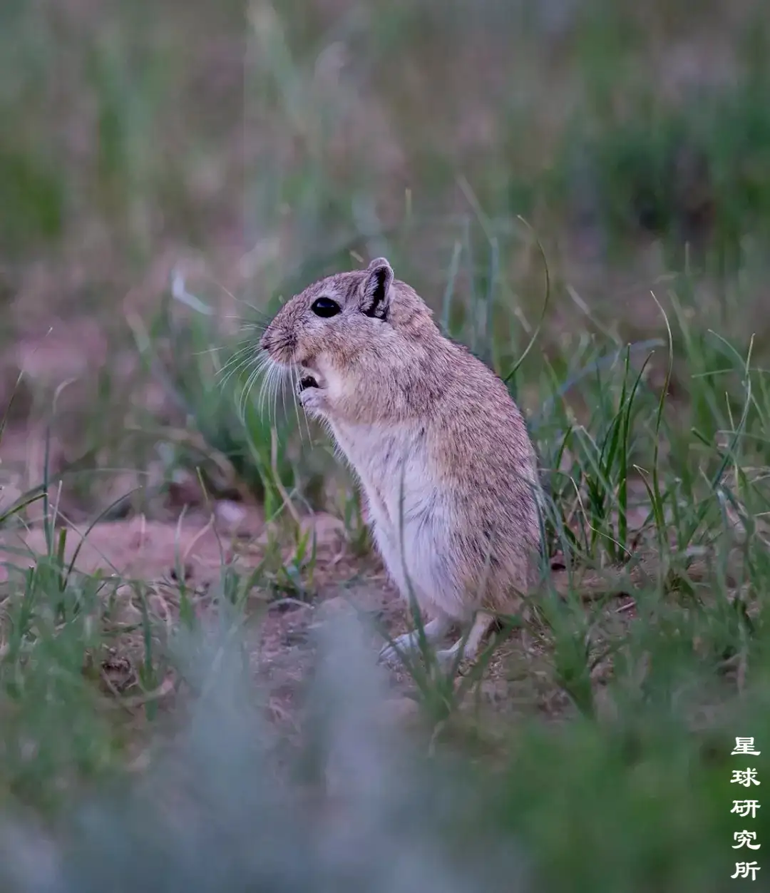 这个中国有点野 知乎