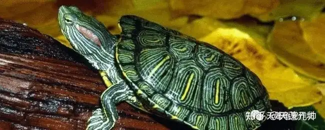 那些标致的龟苗长大后变丑的乌龟品种（越养越黑的乌龟）