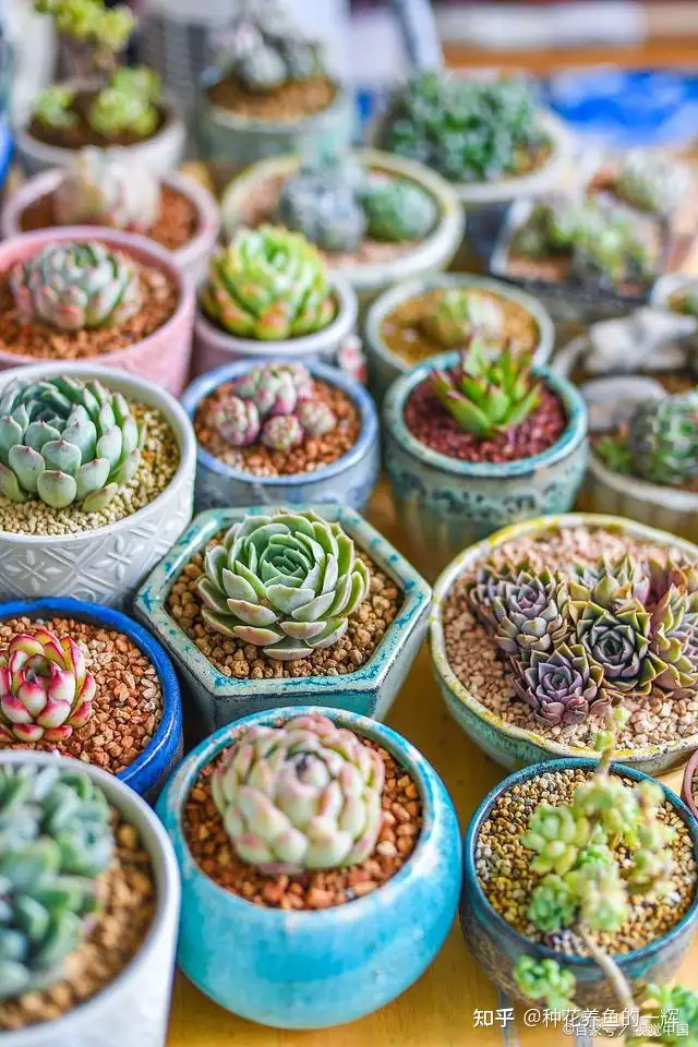 多肉用土怎么配 知乎
