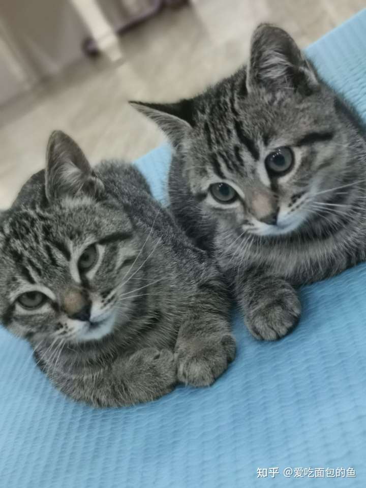 暹罗猫和蓝猫生的猫宝宝什么样?