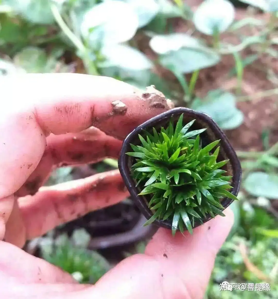 K-2823 小紋阿波藍染伊勢型彫小林宏杉本清一丹後縮緬花唐草藍色-