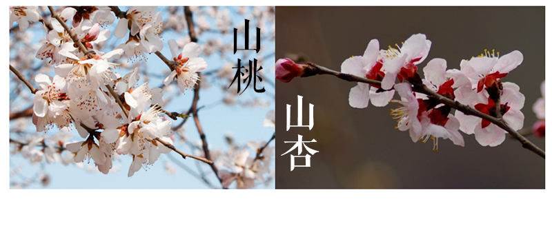 赏花时 三分春色 十里桃花 知乎