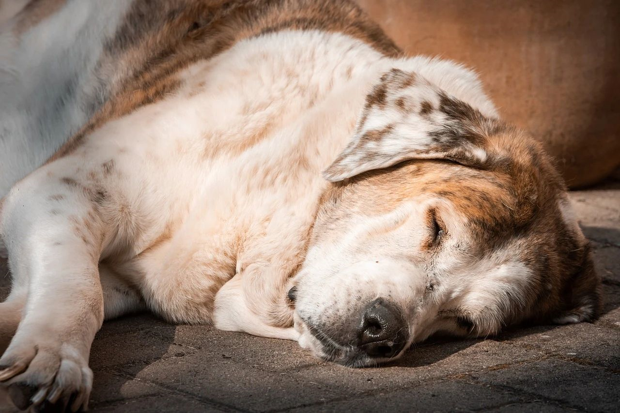 为什么你家狗子是 特困户 知乎