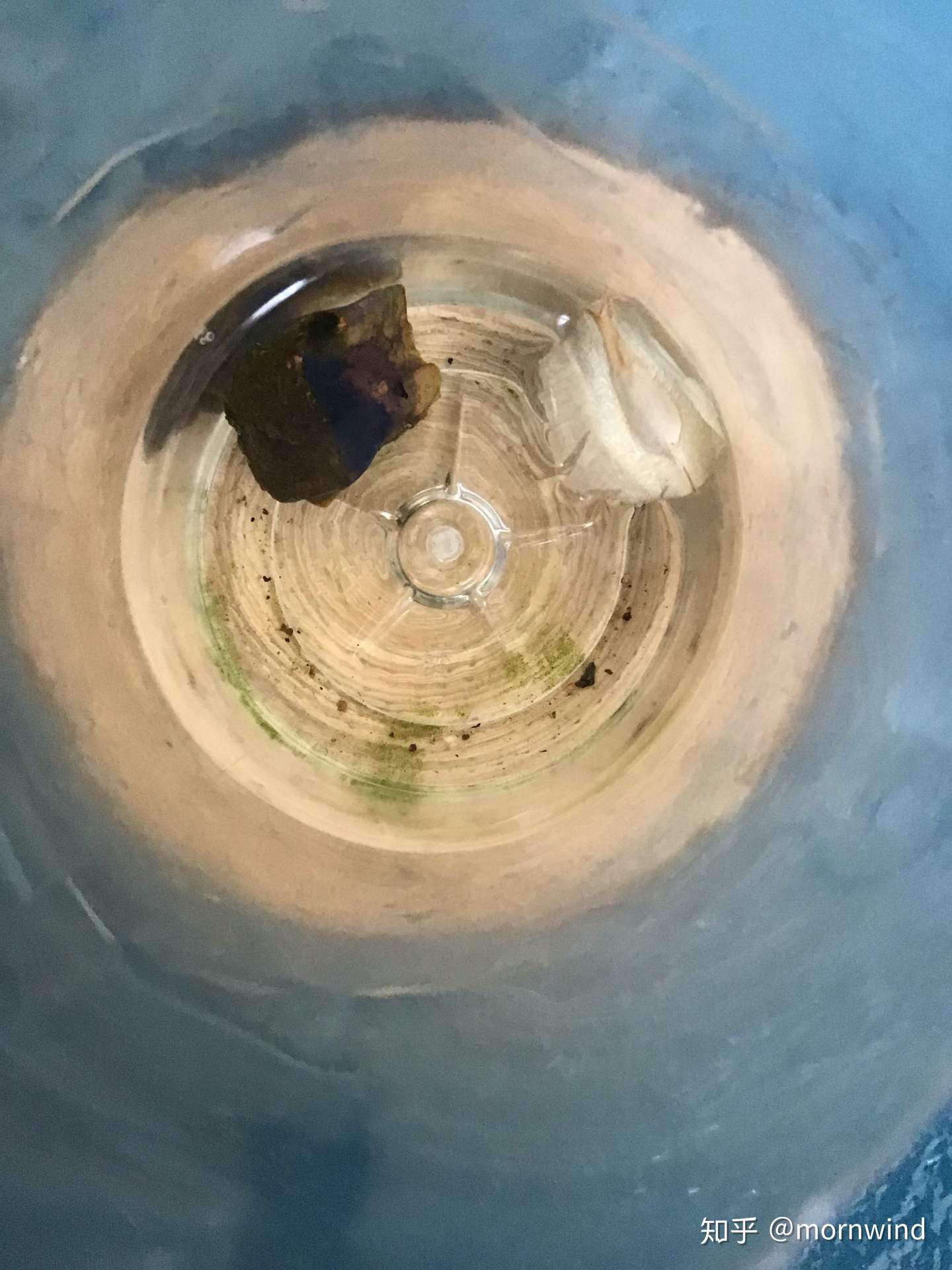 百岁兰的播种方法 知乎