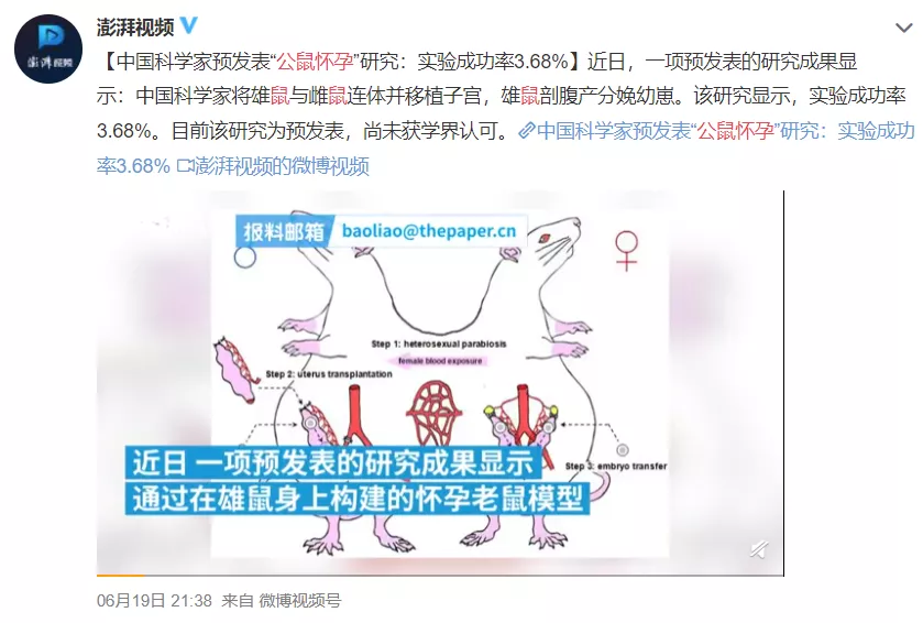 让公鼠怀孕的作者被狂喷 可网友们这次好像骂偏了 知乎