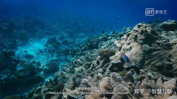 水下中国 之 秘密花园 观影 知乎
