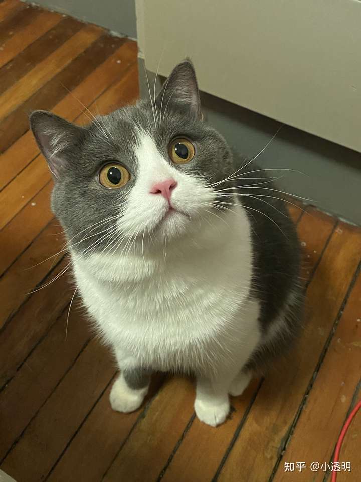 4800买的英短蓝白,现在长成土猫啦?它到底是土猫还是尴尬期啊?